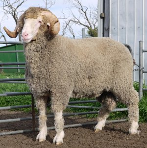 Ridgway Advance Merinos & Poll Merinos - Classings Classic